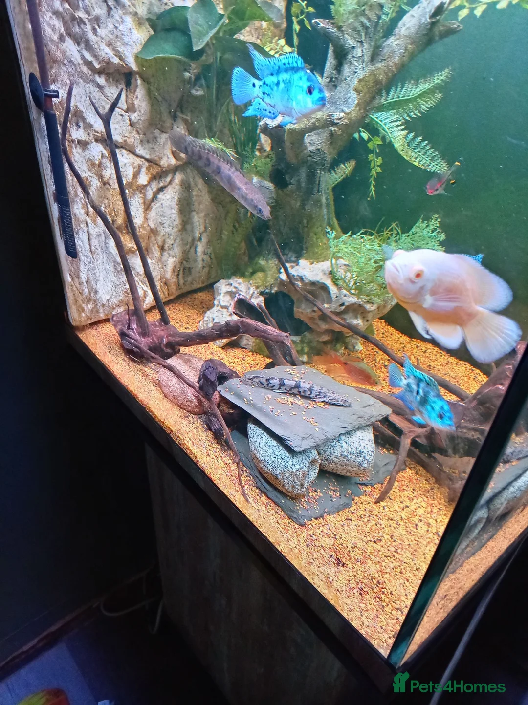 Cichlids fish for sale: Electric blue jack Dempseys,pink Oscar,barb,bichir - Advert 6