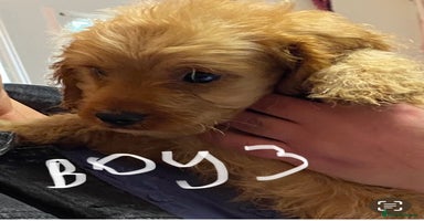 Cavapoo dogs - Advert 4