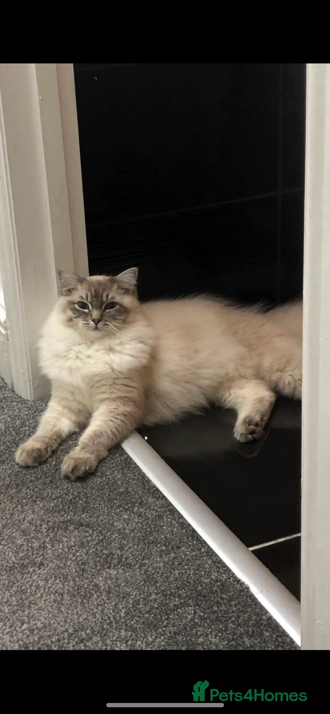 Ragdoll cats for sale: 3yr old male ragdoll - Advert 3