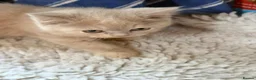 British Shorthair cats for sale: Fawn Tortie & Cinnamon Tortie sisters - Advert 6