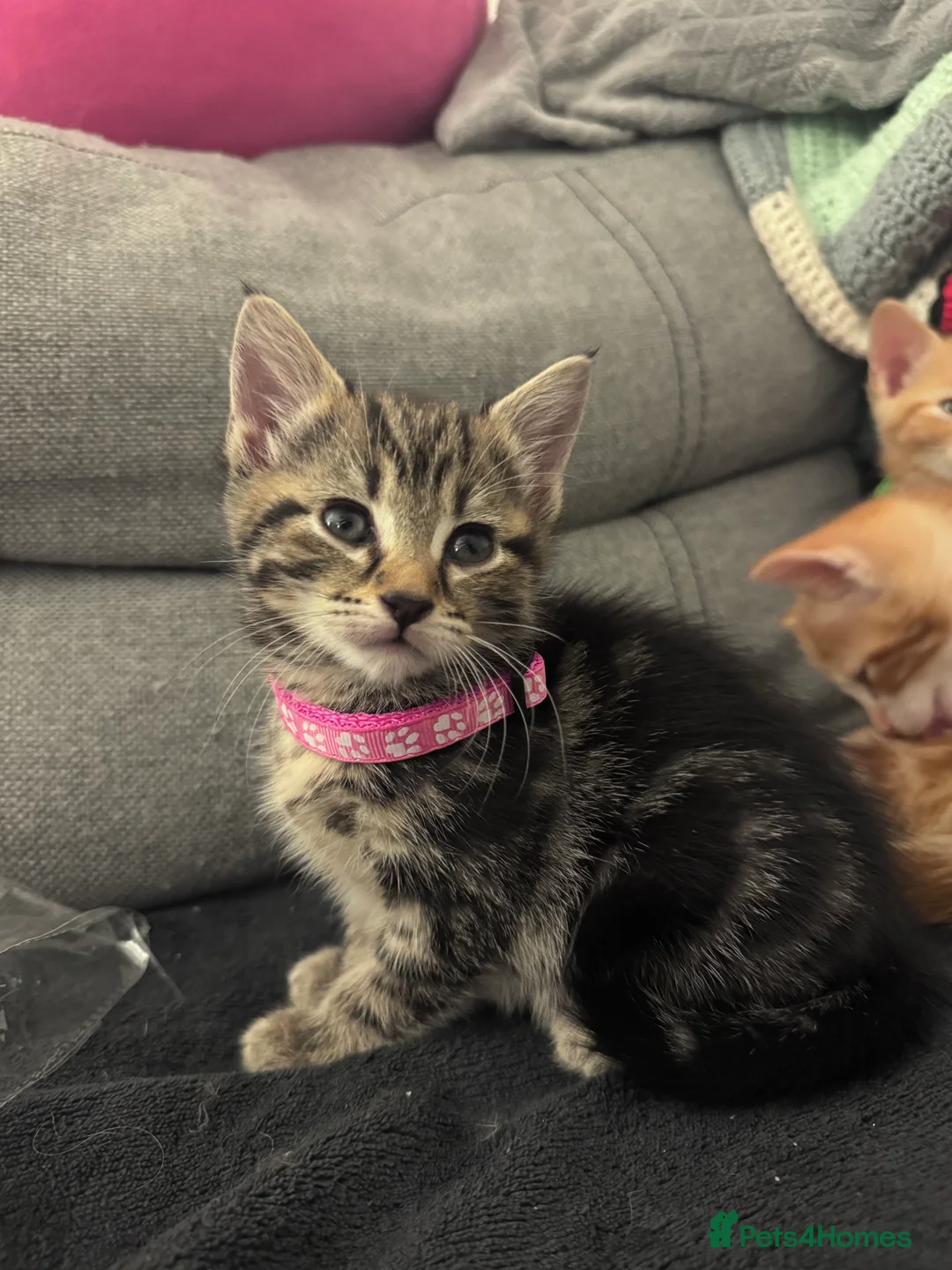 Mixed Breed cats for sale: Beautiful kittens looking for new home ❤️ - Advert 10