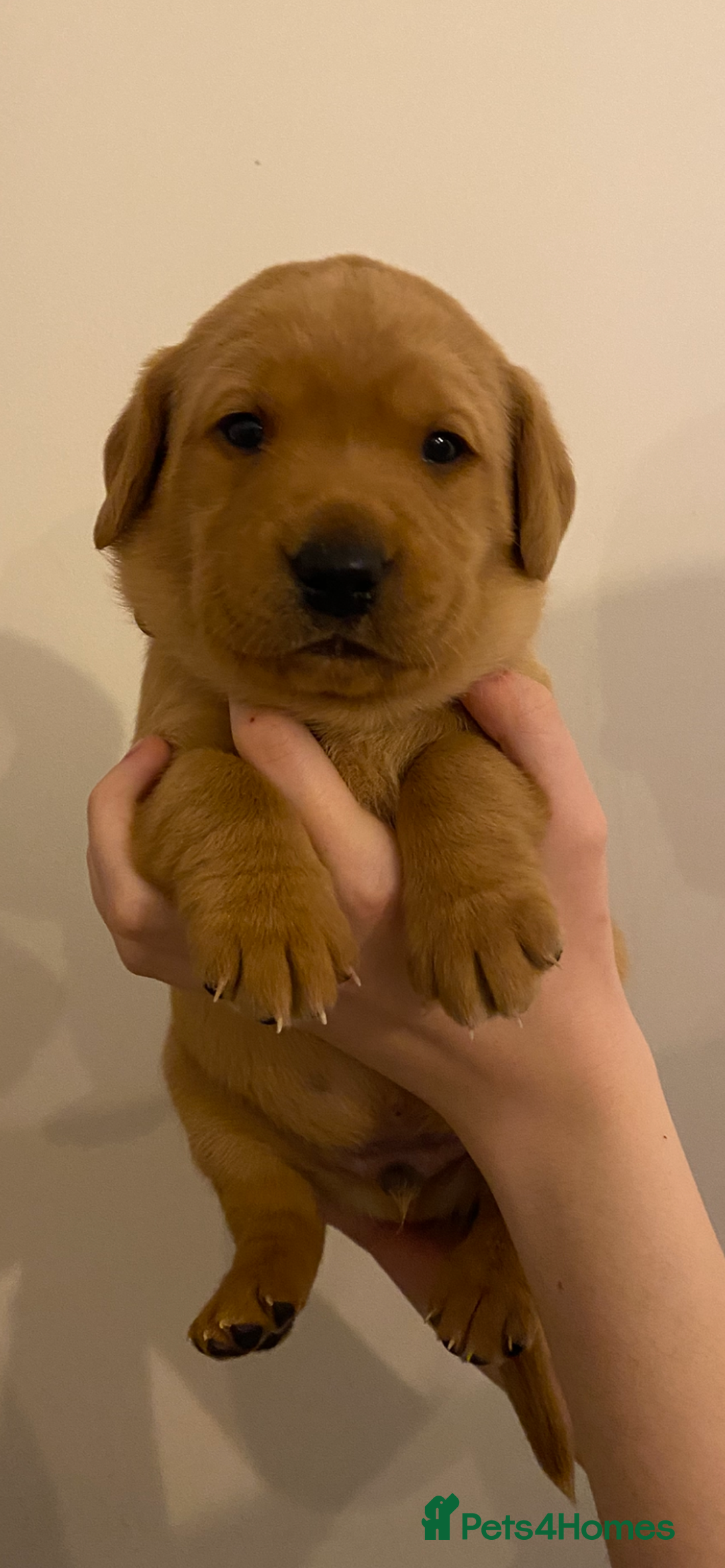 Labrador Retriever dogs for sale: Beautiful Fox Red Labrador KC Reg Puppies  - Advert 8