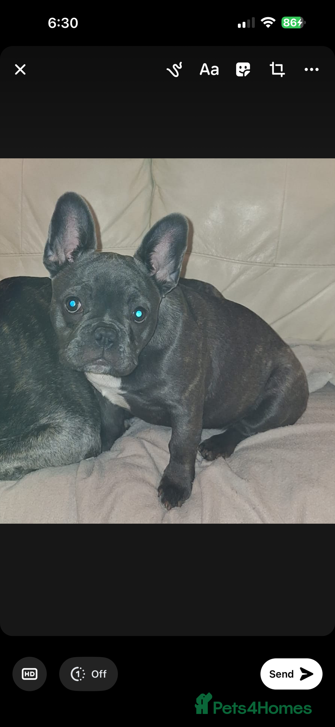 French Bulldog dogs for sale: 5 month old blue&tan brindle female frenchie - Advert 4