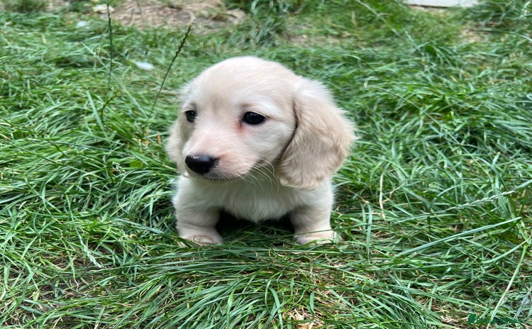 Miniature Dachshund dogs - Advert 9
