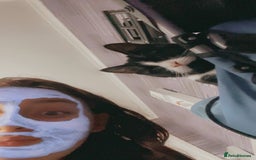 British Shorthair cats for sale: 9 month old female  - Advert 5