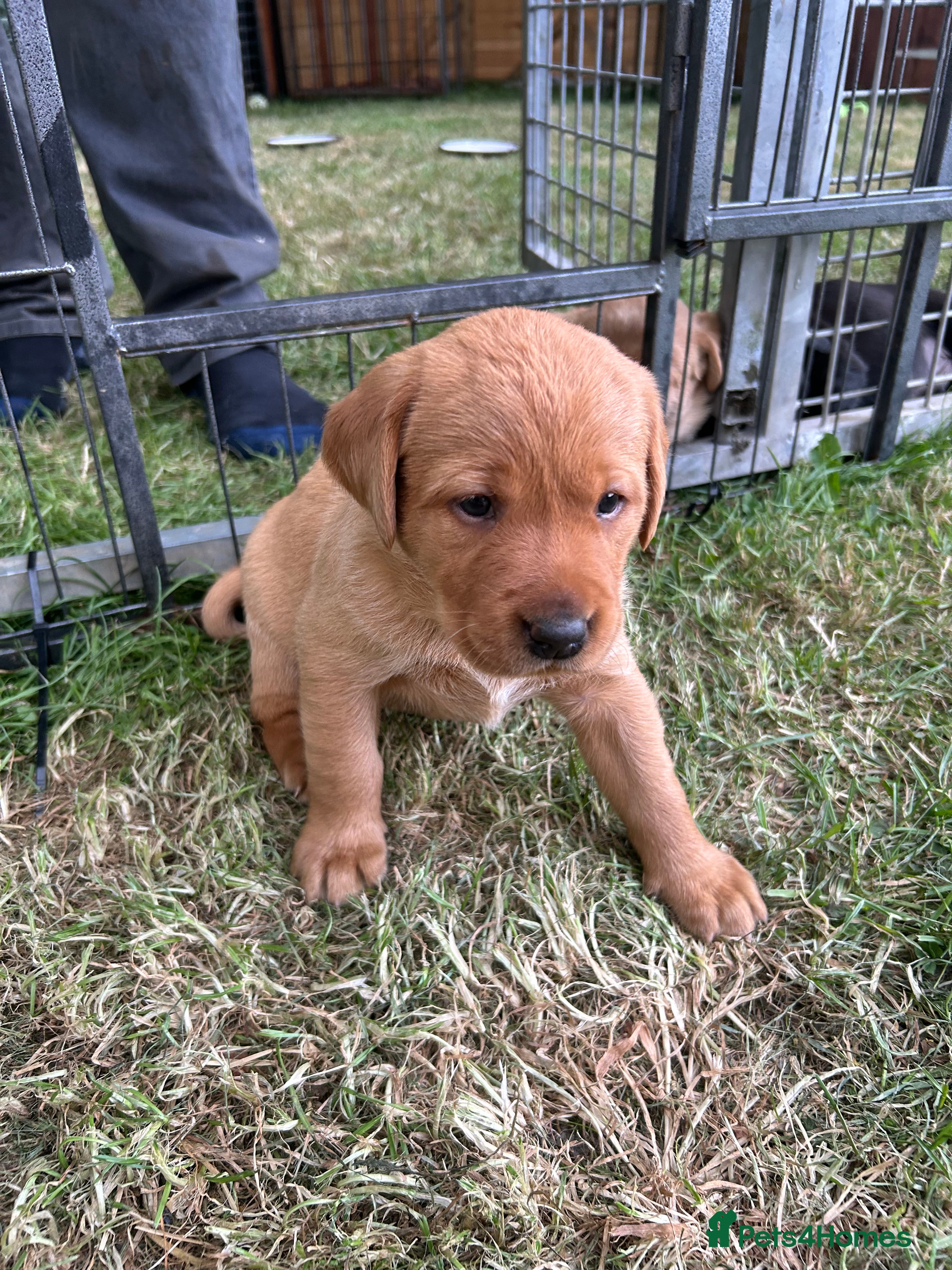 Labrador Retriever dogs Family puppies  - Advert 2
