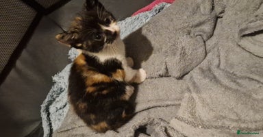 Mixed Breed cats - Advert 1