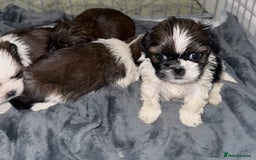 Shih Tzu dogs for sale: 3 Beautiful Shih Tzu girls left 🐶⭐️ - Advert 20