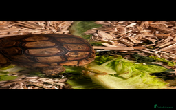 Tortoise reptiles for sale: Young tortoise for rehoming  - Image 1