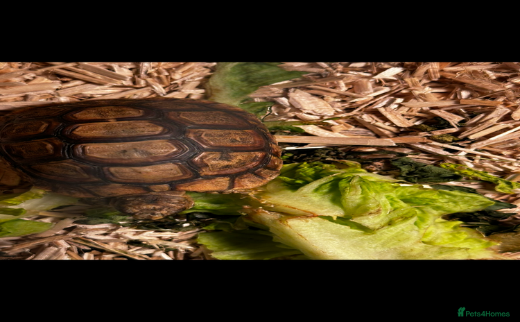 Tortoise reptiles - Advert 1