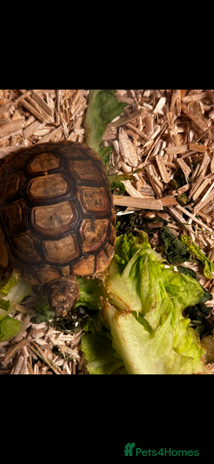 Tortoise reptiles - Advert 6