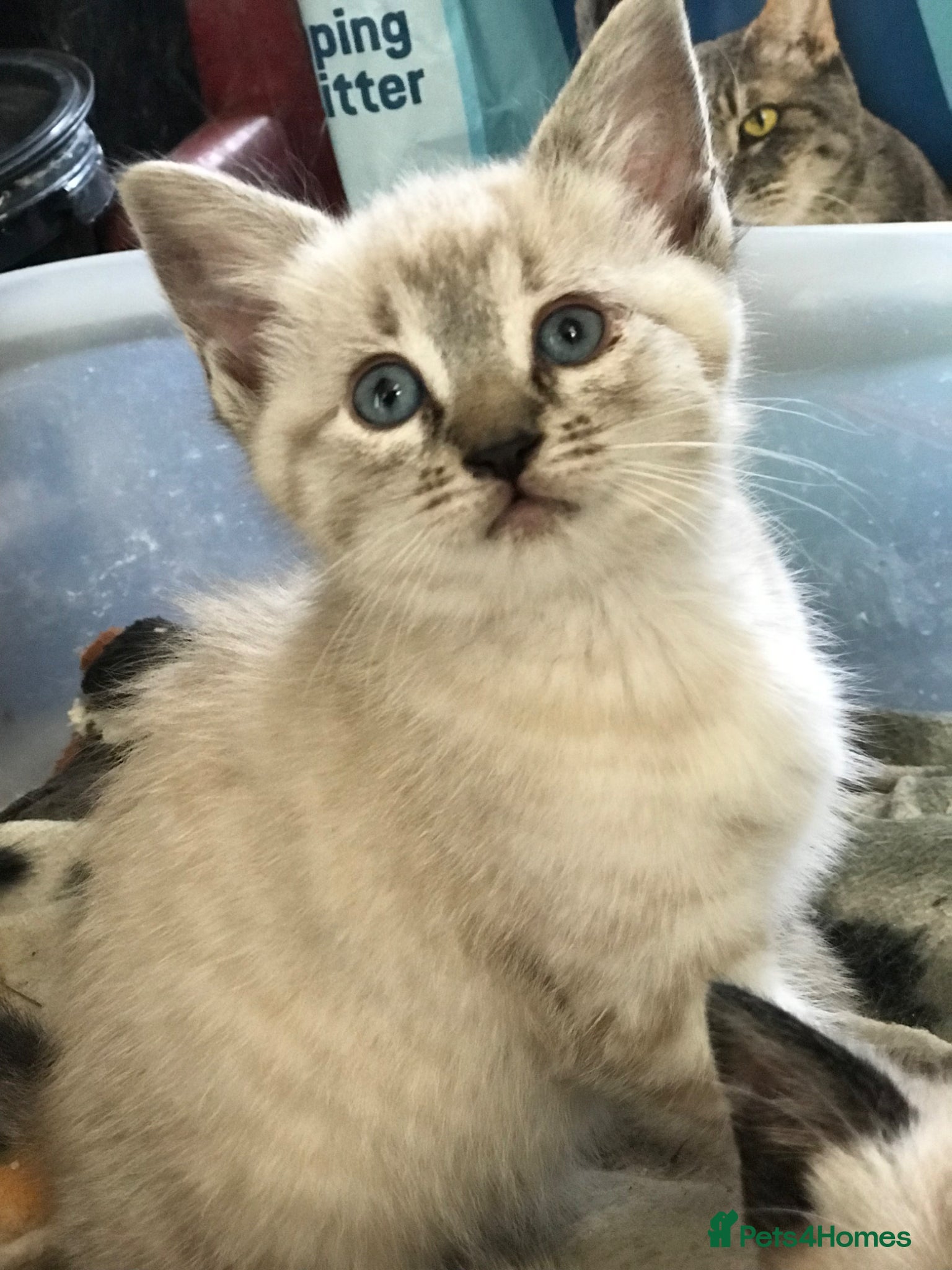 Mixed Breed cats Beautiful kittens for sale  - Advert 19