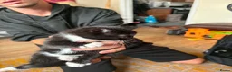 Mixed Breed cats for sale: Kittens in Great Yarmouth - Advert 8