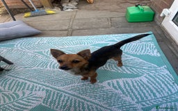 Mixed Breed dogs for sale: Chihuahua cross Jack Russell female  - Image 2