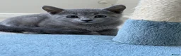 Russian Blue cats for sale: 2 Magnificent pure bred Russian Blue Kittens - Advert 2