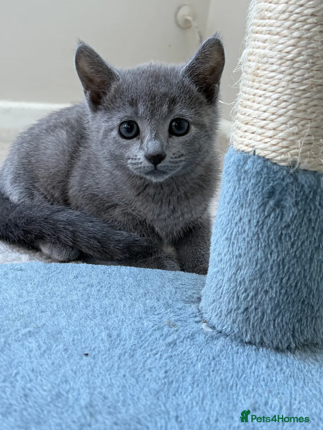 Russian Blue cats for sale: 2 Magnificent pure bred Russian Blue Kittens - Advert 2