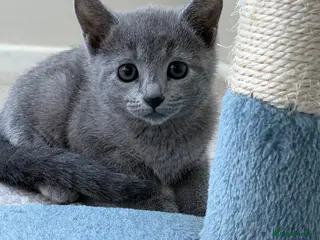 Russian Blue cats 2 Magnificent pure bred Russian Blue Kittens - Advert 3