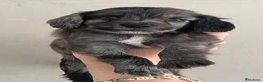 Cocker Spaniel 4