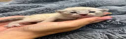 Bengal cats for sale: Pedigree Bengal kittens Snow Silver Charcoal - Advert 14