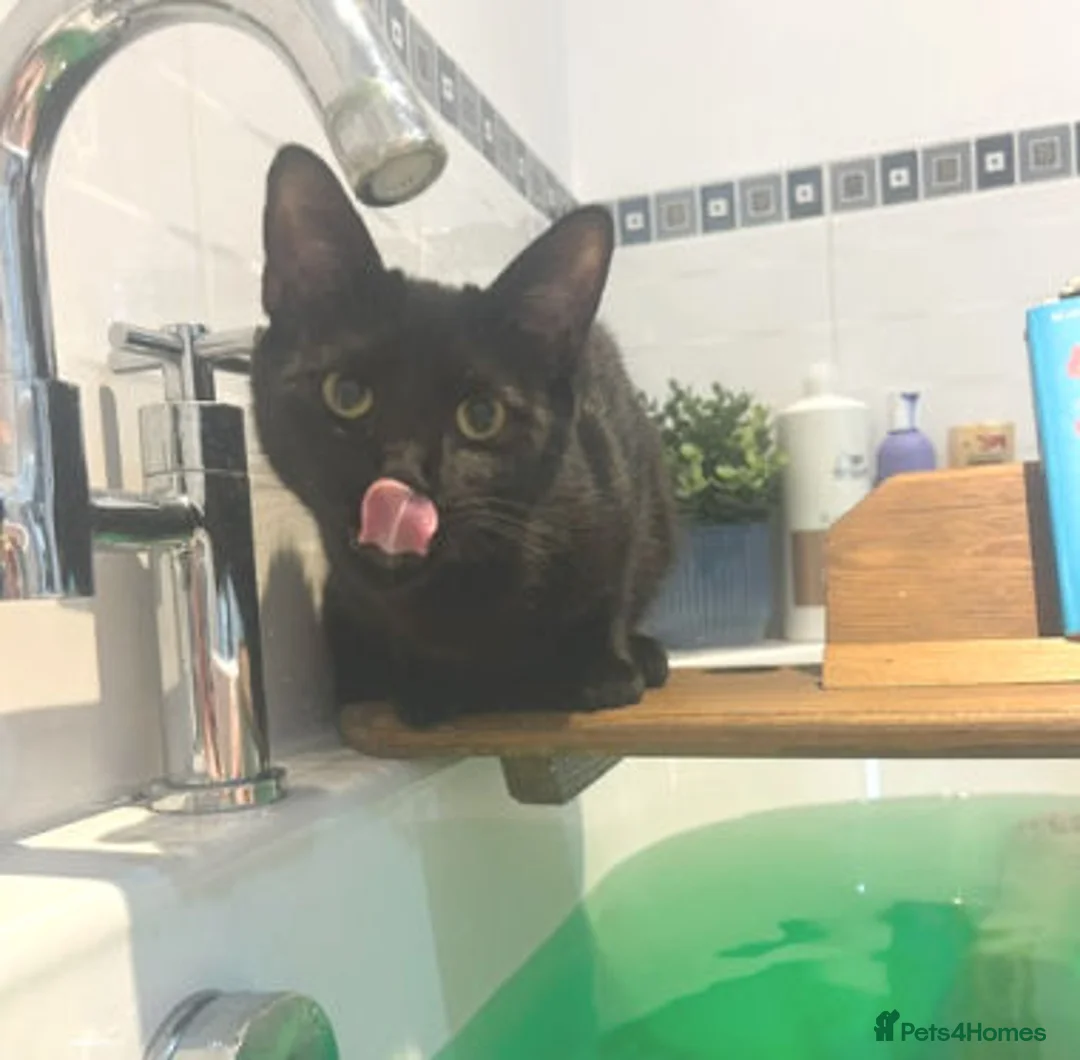 Mixed Breed cats for adoption: BUDDY - Advert 2