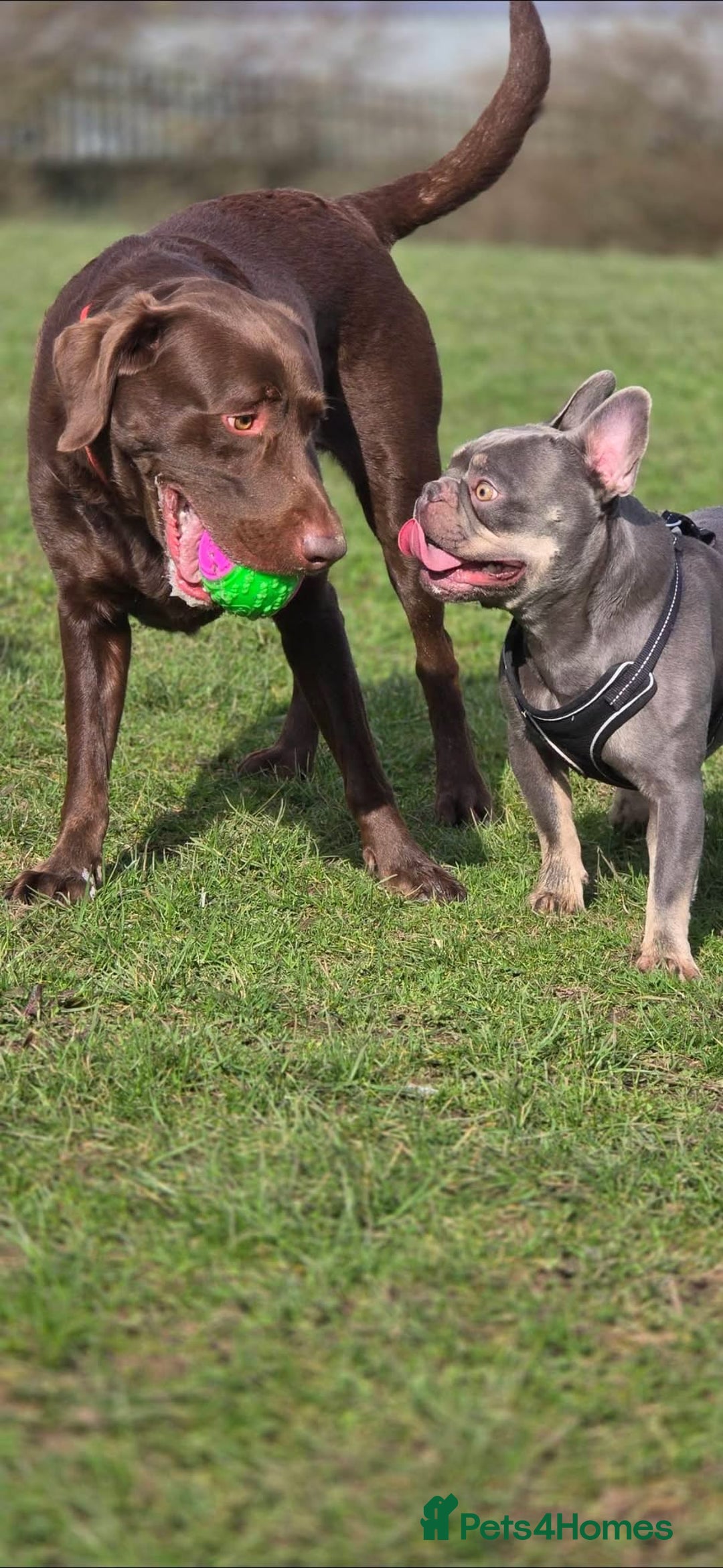 French Bulldog dogs for stud: Blue and Isabella French bulldog  - Image 7