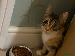 Domestic Shorthair cats 4.5 year old calico girl - Advert 2