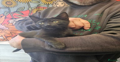 Mixed Breed cats - Advert 2