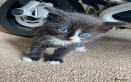 Maine Coon cats for sale: Maine coon x  - Image 13
