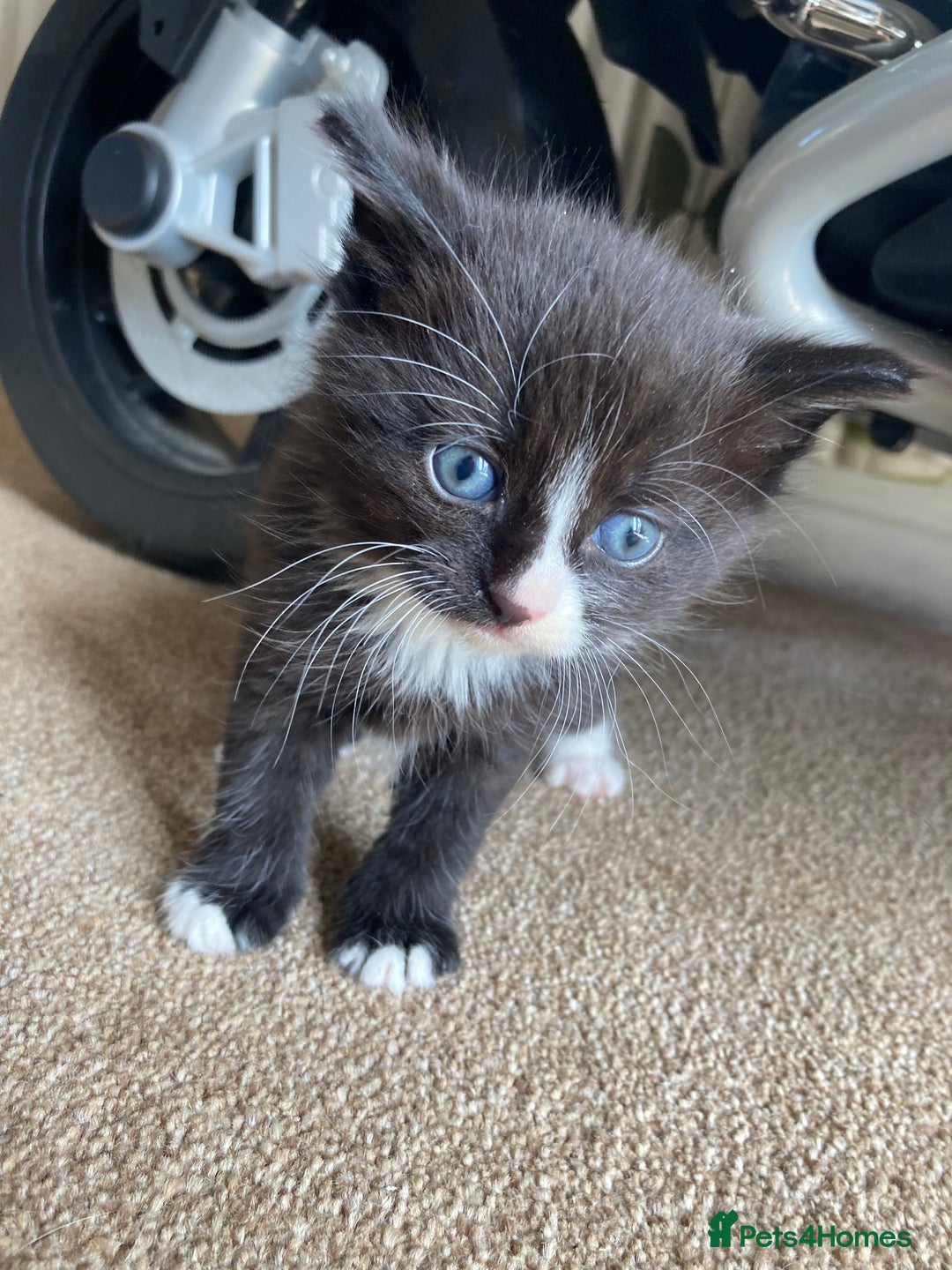 Maine Coon cats for sale: Maine coon x  - Image 13