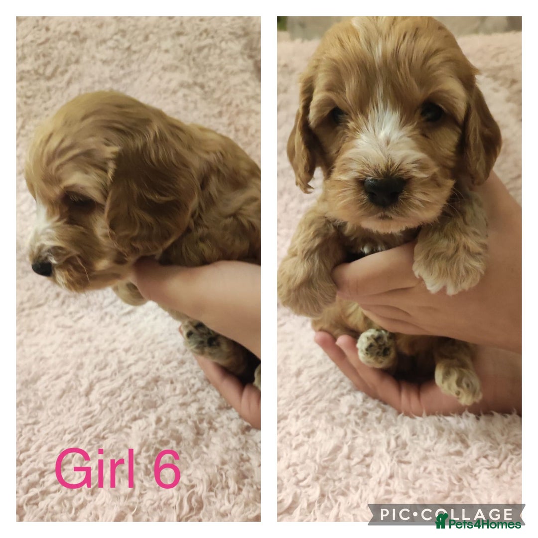 Miniature Poodle dogs for stud: Red Miniature Poodle Stud package Available  in Southampton - Advert 26