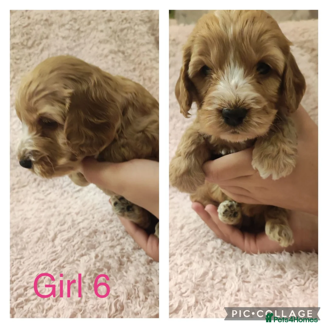 Miniature Poodle dogs for stud: Red Miniature Poodle Stud package Available  in Southampton - Advert 26