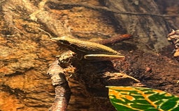 Frog reptiles for sale: 3 American green tree frogs - Image 1