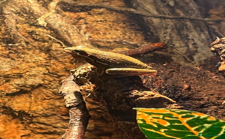 Frog reptiles - Advert 16