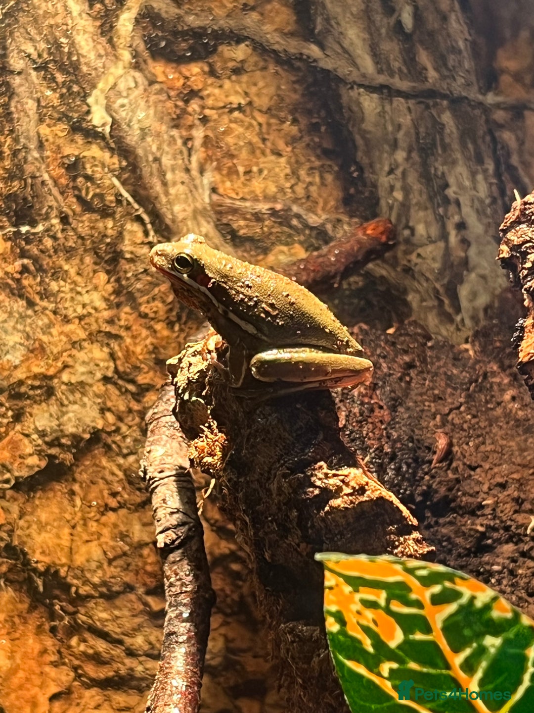 Frog reptiles for sale: 3 American green tree frogs - Image 1