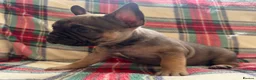 French Bulldog dogs for sale: One baby girl available  - Advert 6