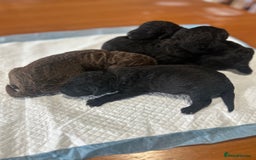 Bedlington Terrier dogs for sale: KC Registered Bedlington Terrier Puppies - Image 4