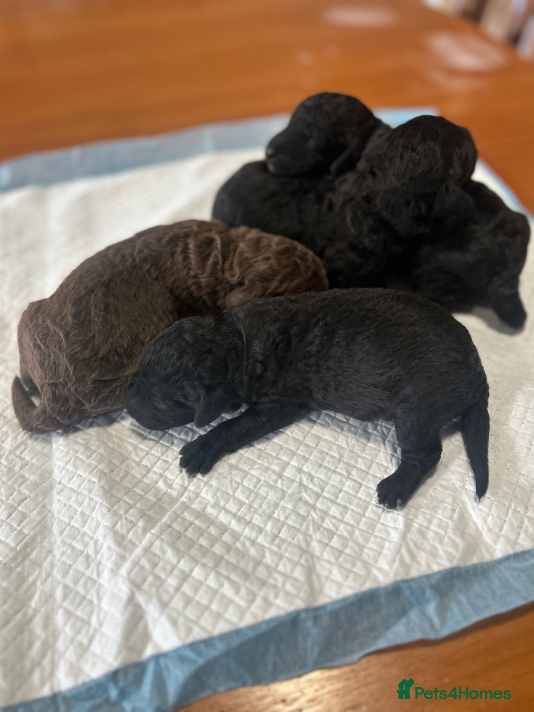 Bedlington Terrier dogs for sale: KC Registered Bedlington Terrier Puppies - Image 4