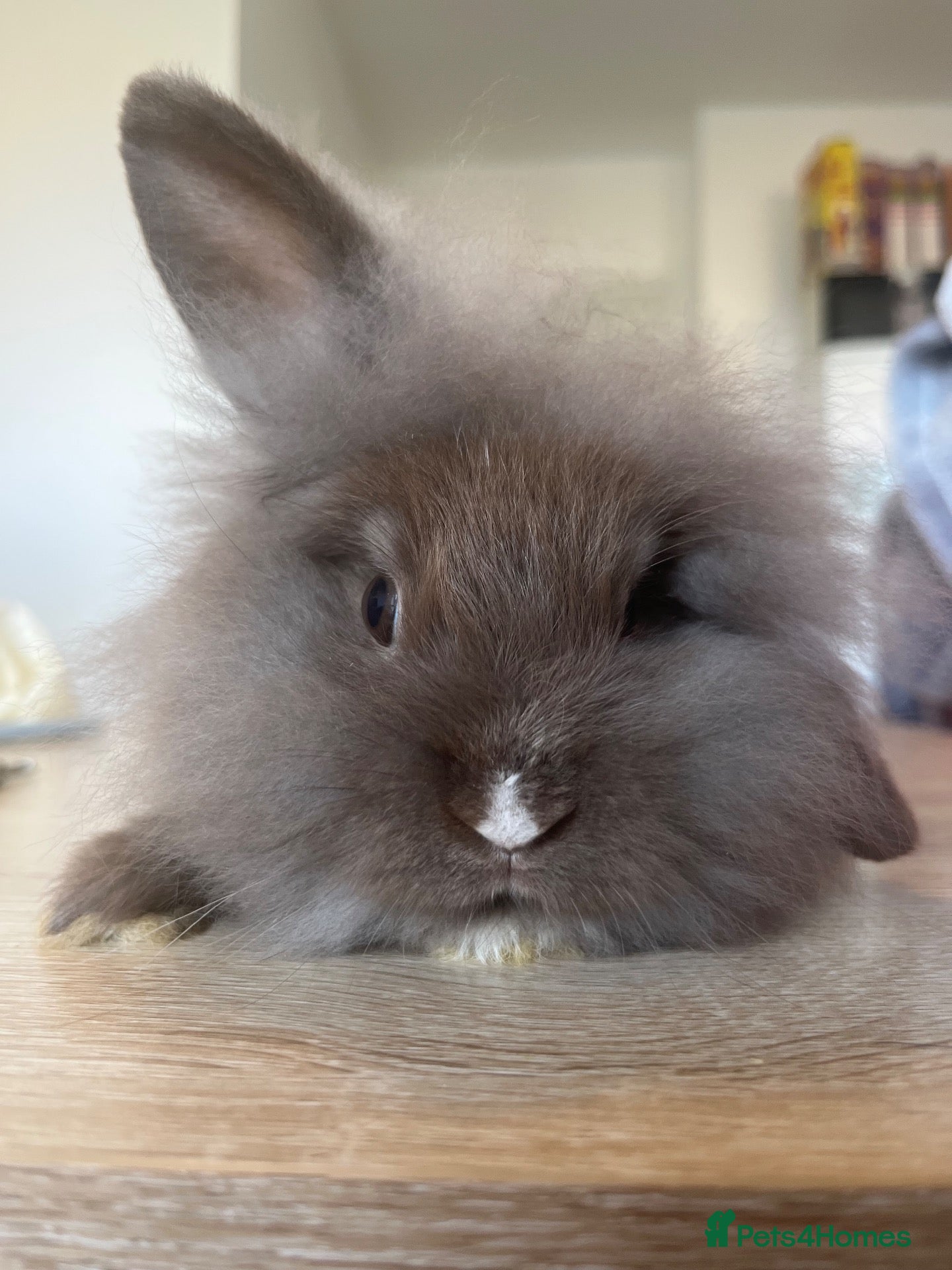 Mini Lion Lop rabbits Ready to go lionhead lops - Advert 3