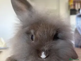 Mini Lion Lop rabbits Ready to go lionhead lops - Advert 3