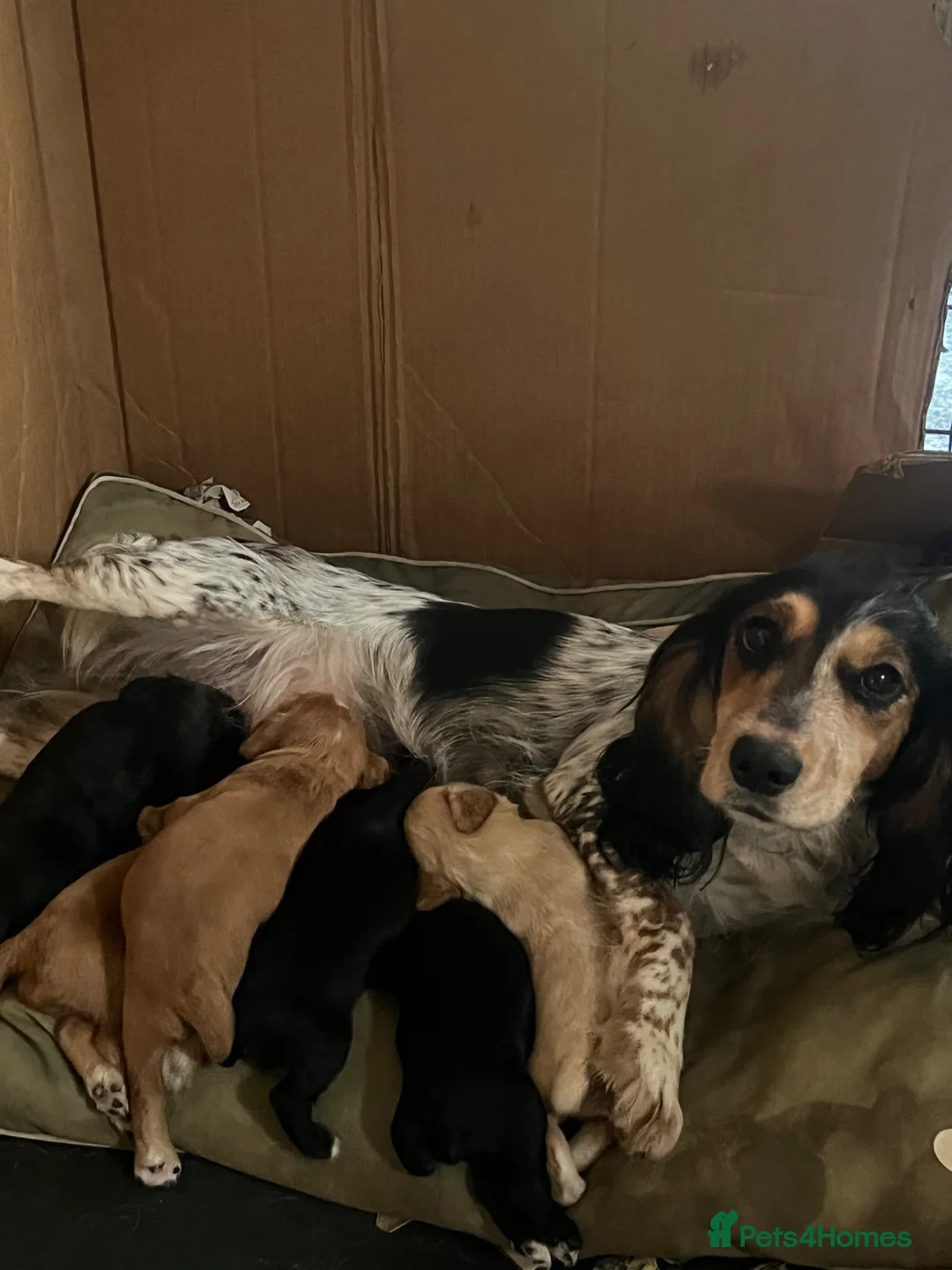 Cocker Spaniel dogs for sale: Cocker spaniel puppy’s  in Taunton - Advert 2