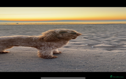 Cavapoo dogs for stud: 3 year old Cavapoo available for stud - Image 5