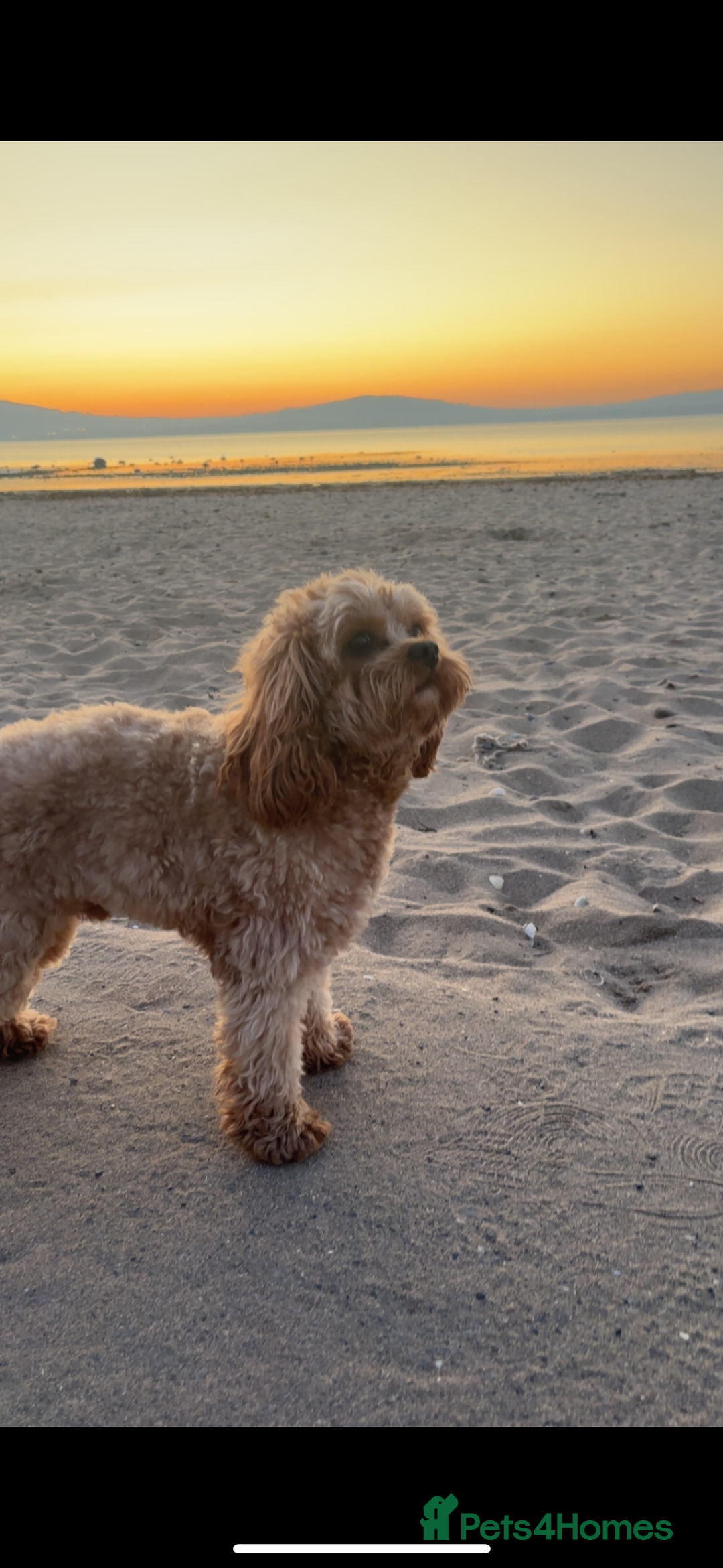 Cavapoo dogs for stud: 3 year old Cavapoo available for stud - Image 5