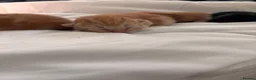 Mixed Breed cats for sale: Tortishell queen has had beautiful babies - Advert 10