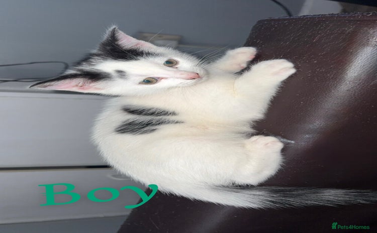 Mixed Breed cats - Advert 11