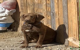 Mixed Breed dogs for sale: Bullmastiff X Labrador puppies for sale  - Image 2