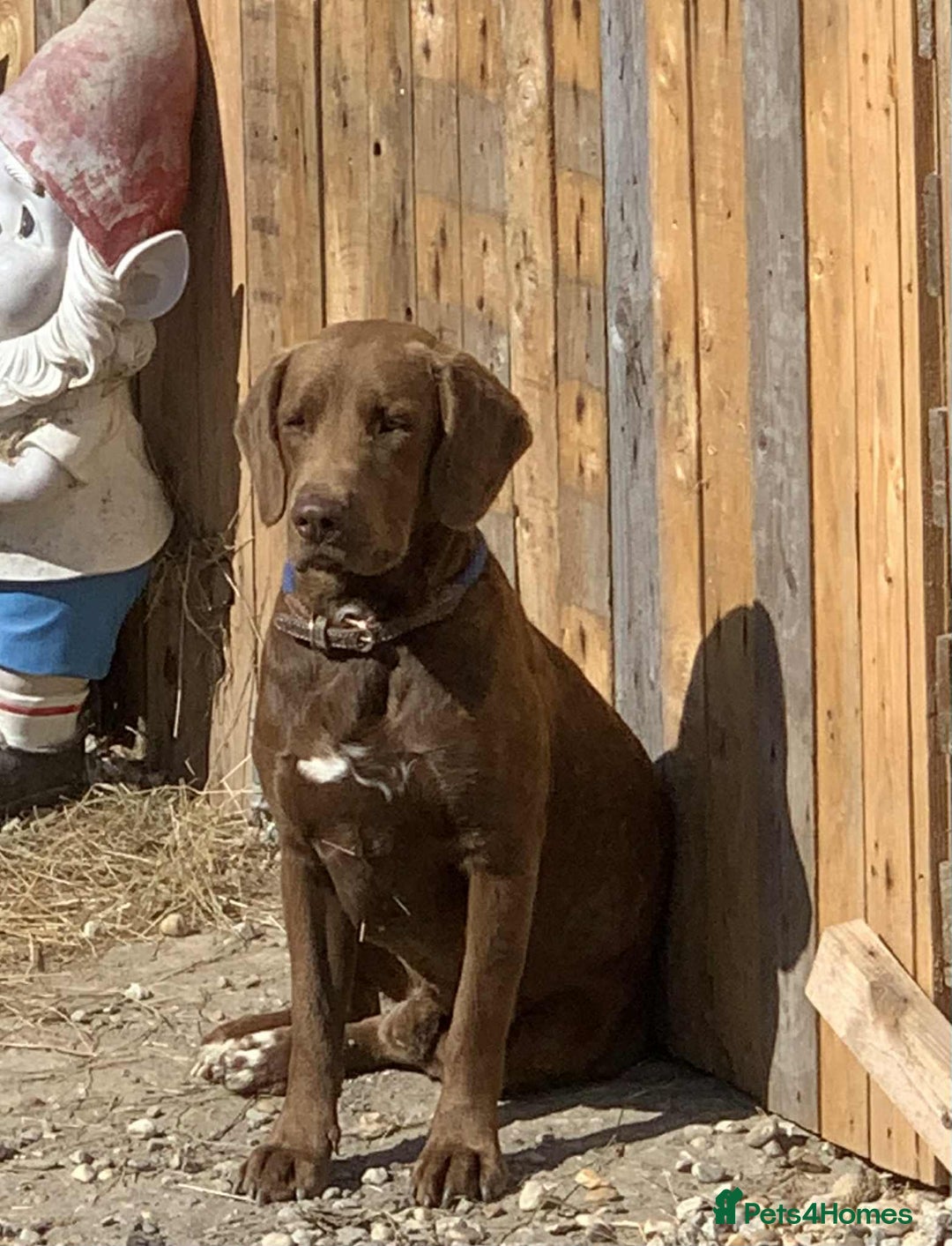 Mixed Breed dogs for sale: Bullmastiff X Labrador puppies for sale  - Image 2