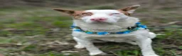 Mixed Breed dogs for adoption: ❤️🐶 PEPPA– SHE LIGHTS UP EVERY COMPANY in Burton-on-Trent - Advert 19