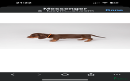 Miniature Dachshund dogs for sale: Beautiful miniature dachshunds - Image 12