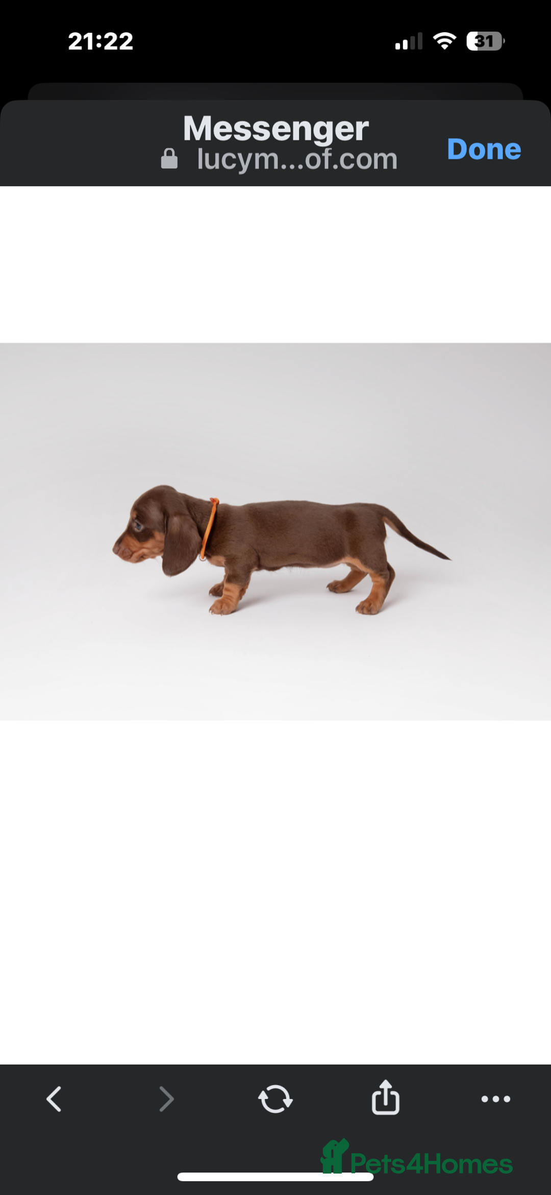 Miniature Dachshund dogs for sale: Beautiful miniature dachshunds - Image 12
