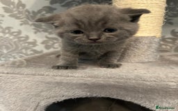 British Shorthair cats for sale: Stunning British shorthair kittens - Image 14